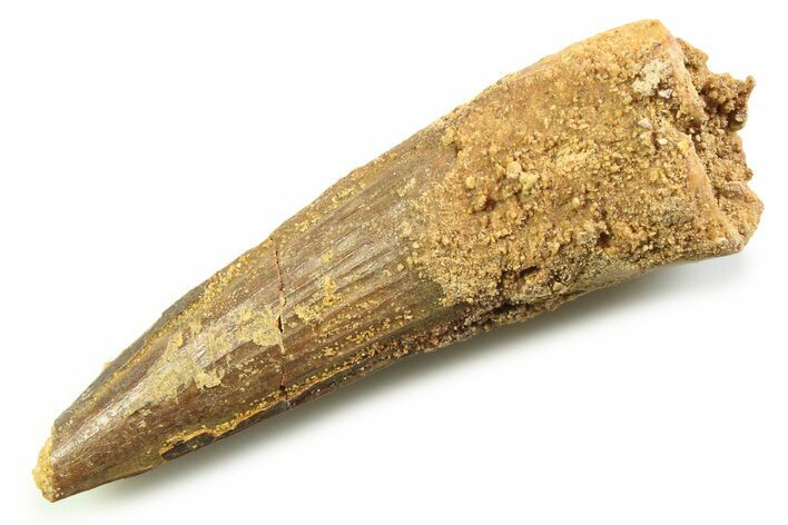 Fossil Spinosaurus Tooth - Real Dinosaur Tooth #357716